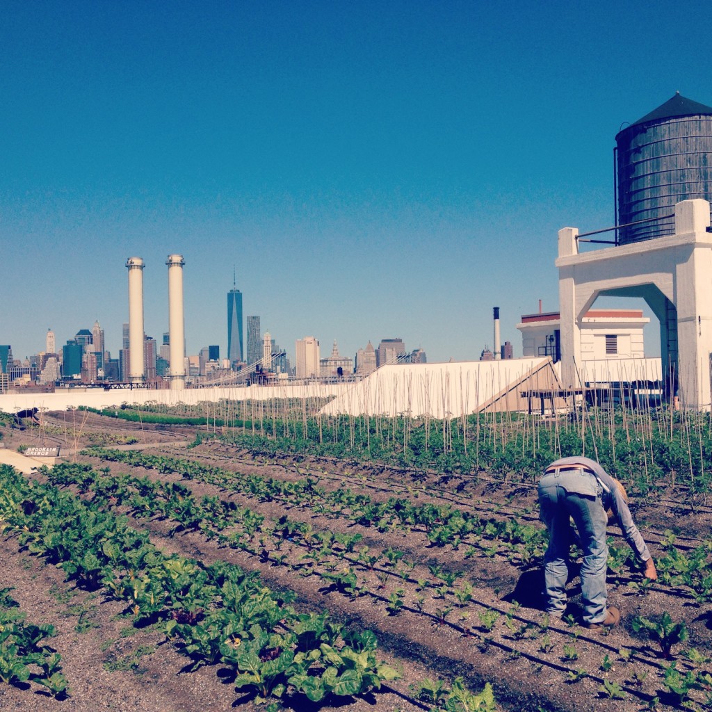 Rooftop farm